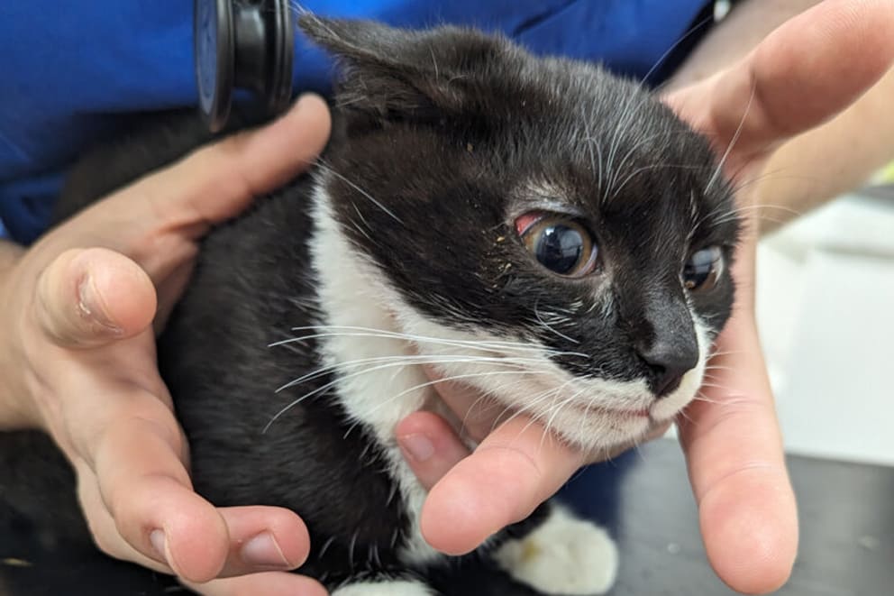 A vet gently holds a nervous black and white cat with flattened ears and wide eyes.
