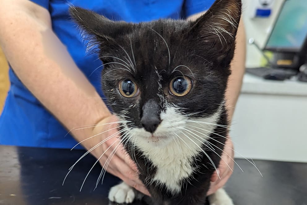 A person in blue vet scrubs gently supports a nervous black and white cat on an examination table.