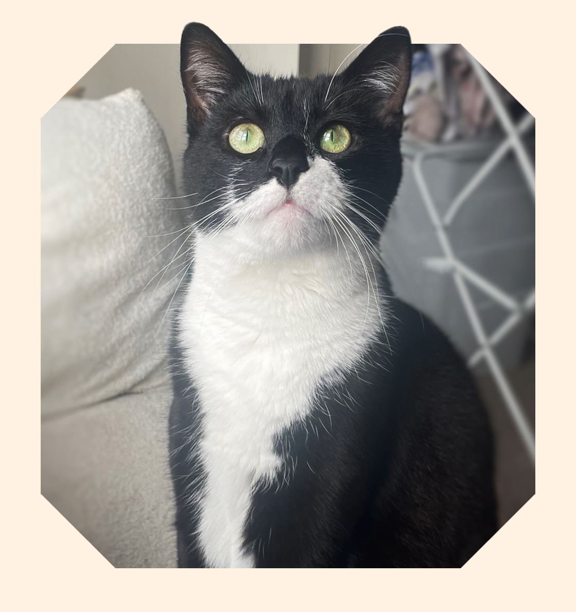 A black and white cat with bright green eyes looks attentively upwards.