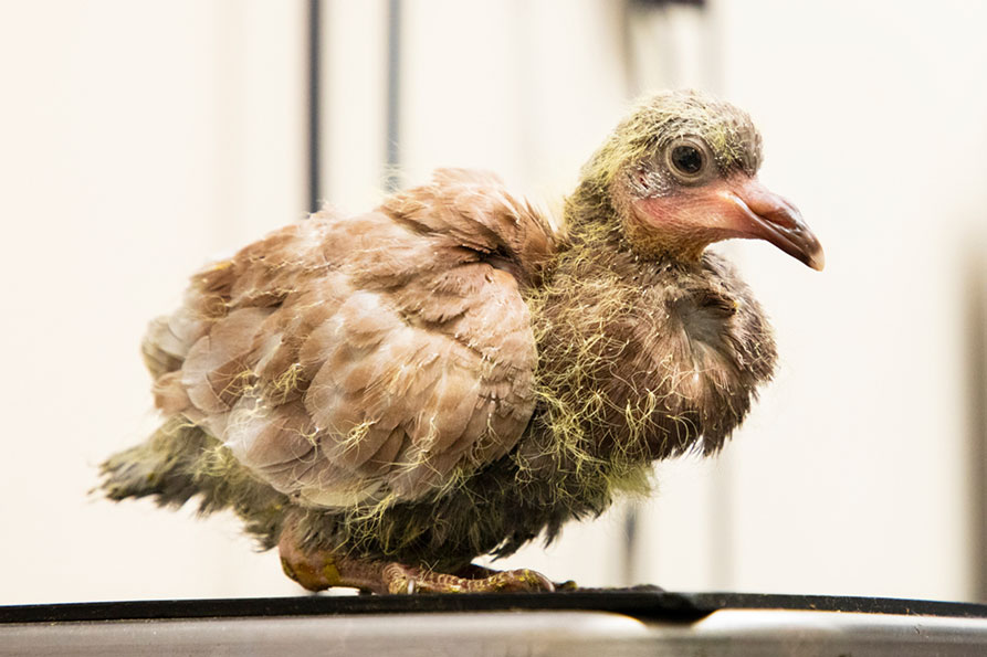 A young nestling pigeon with wispy yellow down stands on a dark surface.