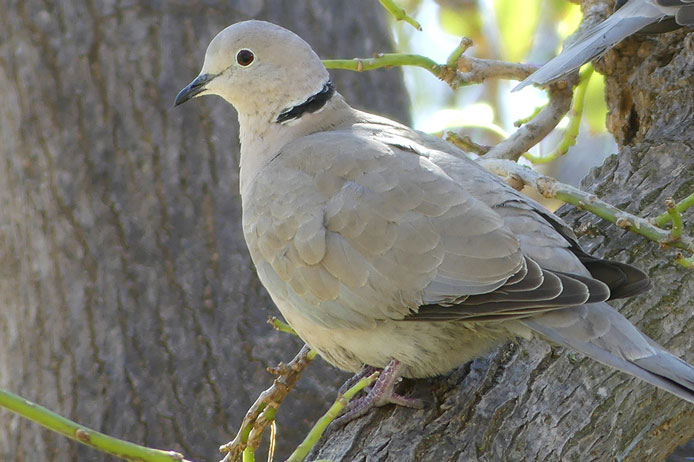 A pale grey collared dove sits on a textured tree branch.