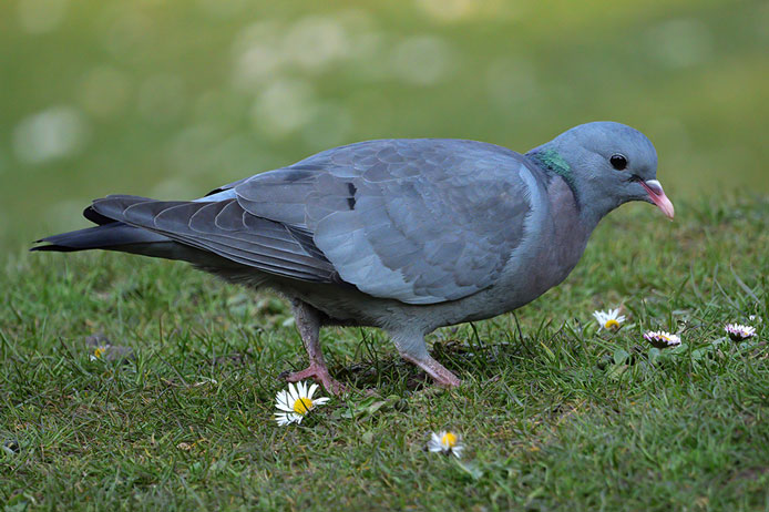A grey stock dove walks on short green grass dotted with small daisies.