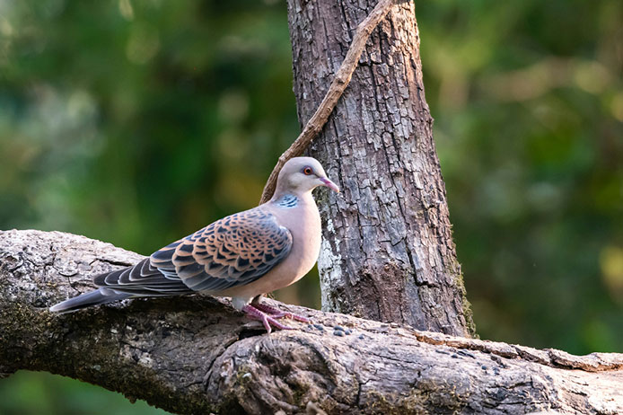 A turtle dove rests on a thick, textured tree branch in a woodland setting.