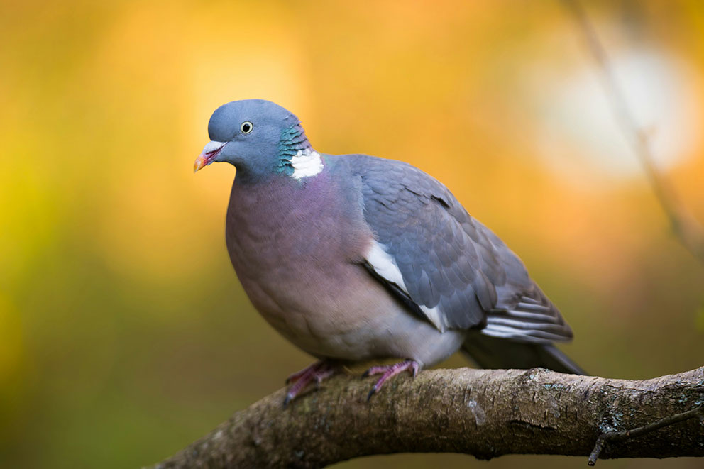 A wood pigeon sits calmly on a tree branch against a bright autumnal background.