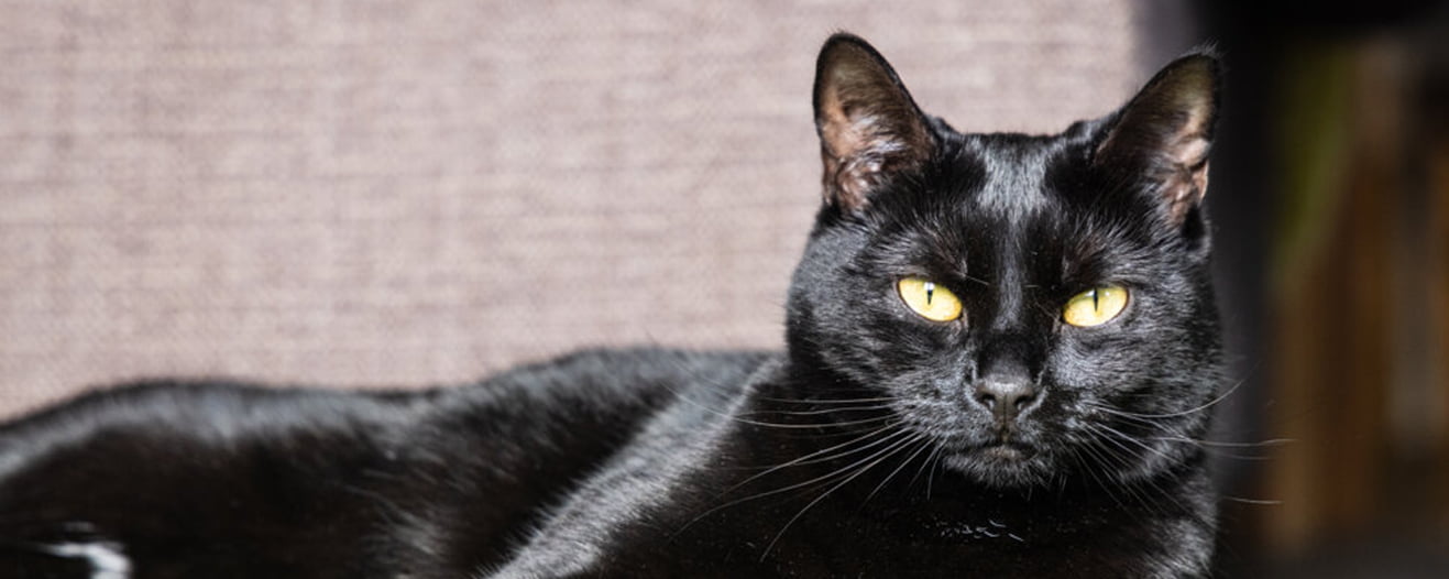 A sleek black cat with bright yellow eyes rests against a soft grey background.