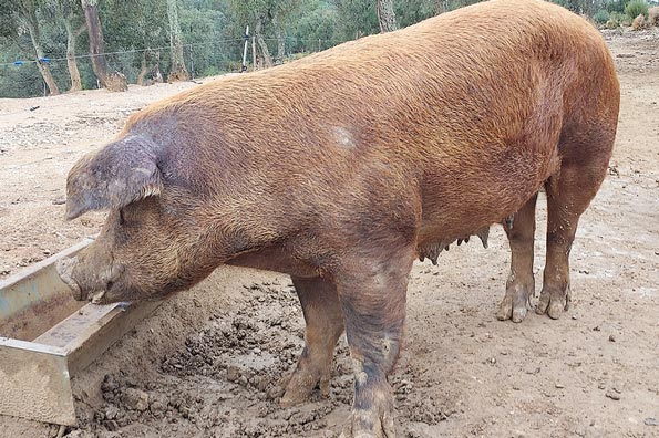 A large reddish-brown Duroc pig eating from a metal trough in a muddy outdoor enclosure.