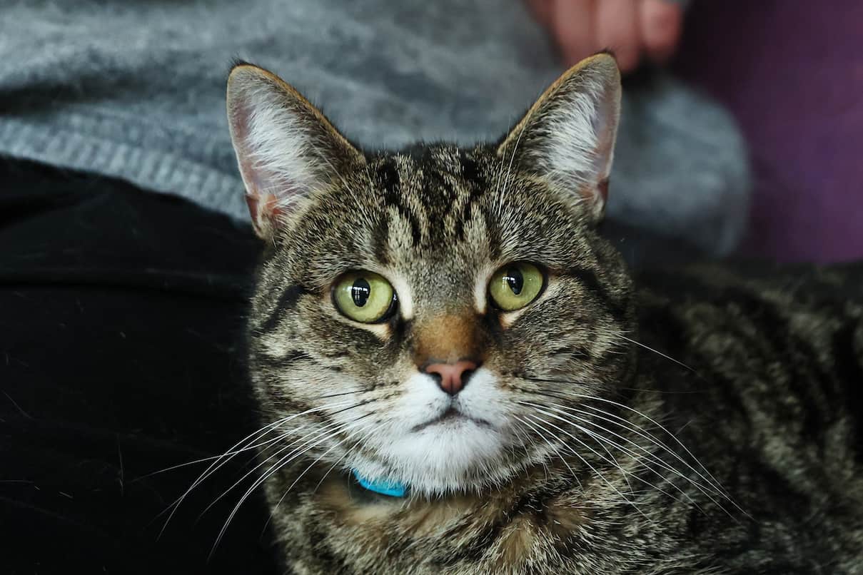 A close-up portrait of a brown tabby cat wearing a bright blue collar.
