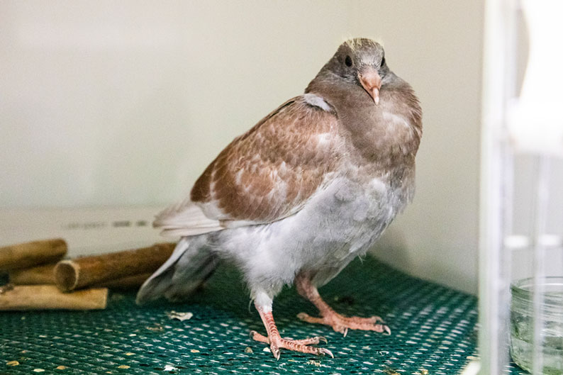 A young brown and grey pigeon fledgling stands inside a clinical enclosure.