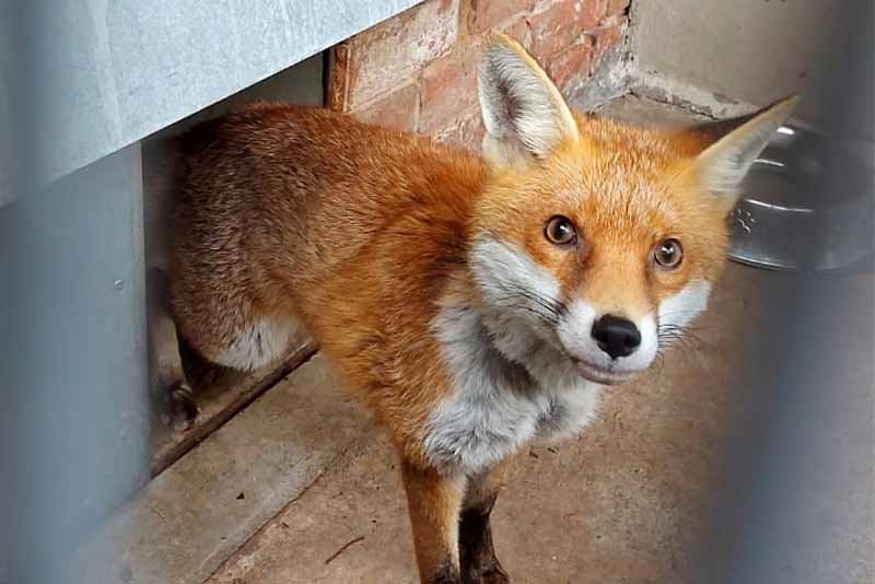 Recovered fox standing next to shelter, ready to return to the wild