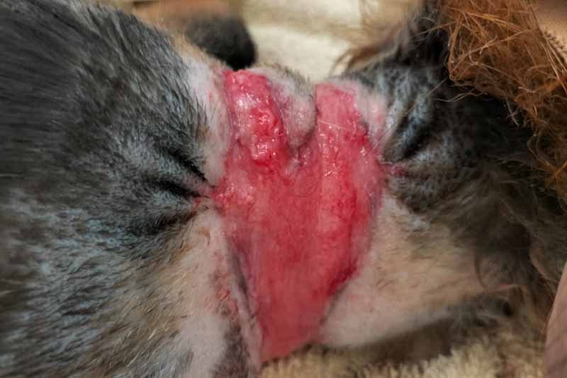 Severe neck wound on fox caused by tight plastic garden netting