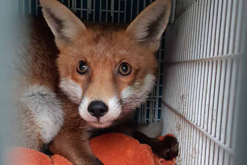 Injured fox resting in a crate during rescue and transport