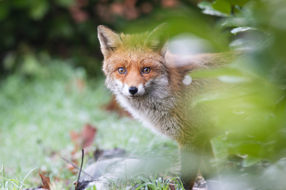 A red fox stands on frosty grass, peering at the camera through green leaves.