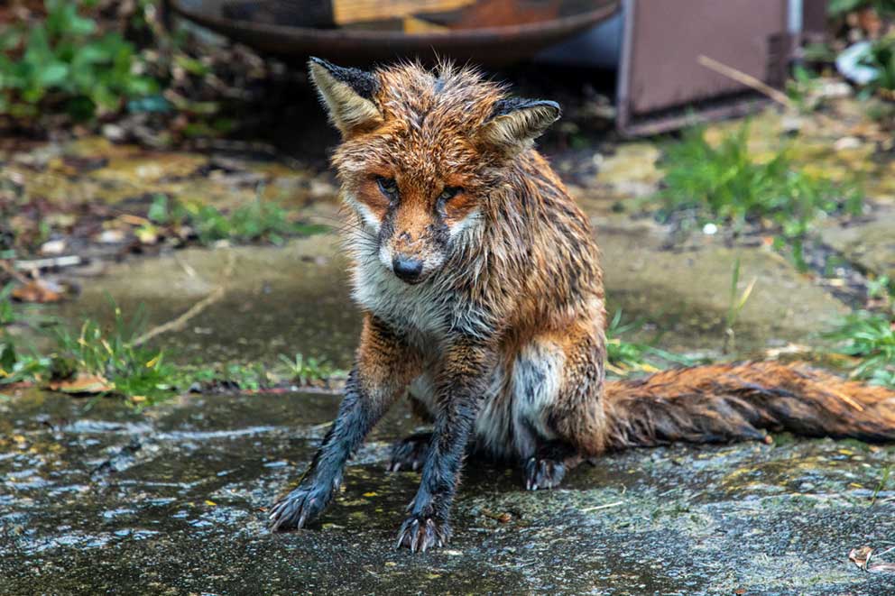 A wet and visibly unwell red fox sits hunched over on wet paving stones.