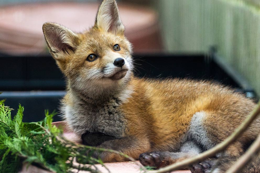 A resting red fox cub looks upwards from beside a black plastic tub.