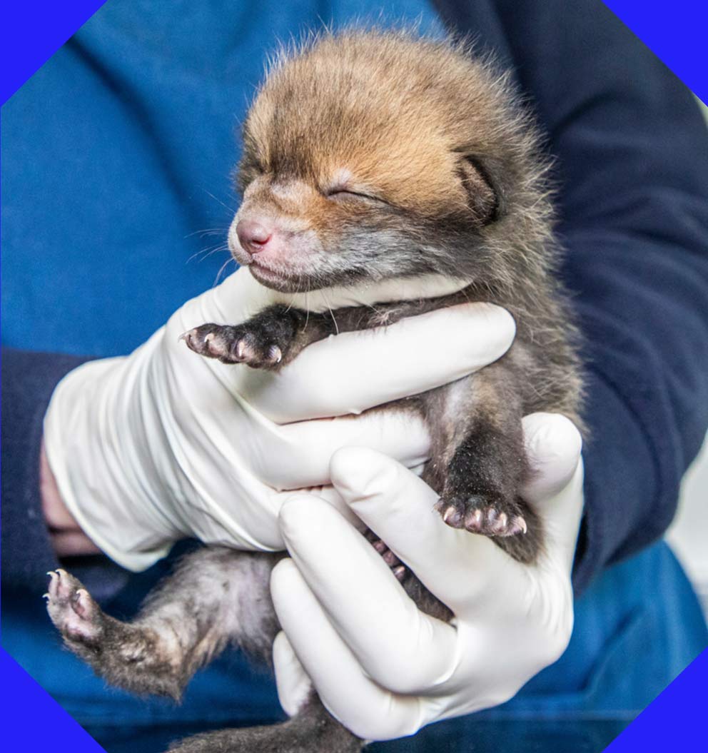 A tiny fox cub with closed eyes is gently held by a person wearing white gloves.