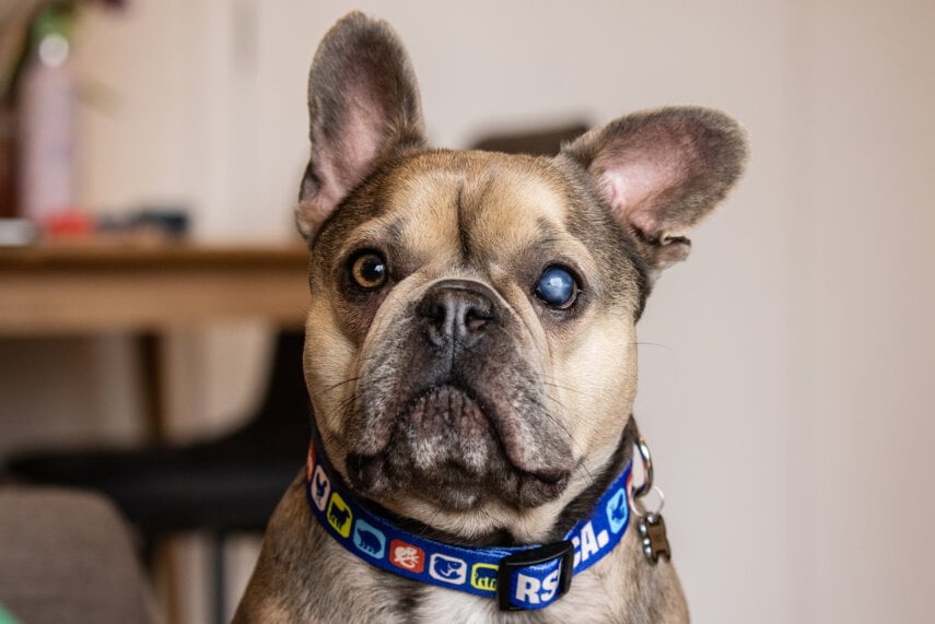 A French bulldog with one cloudy eye sits indoors wearing a blue RSPCA collar.