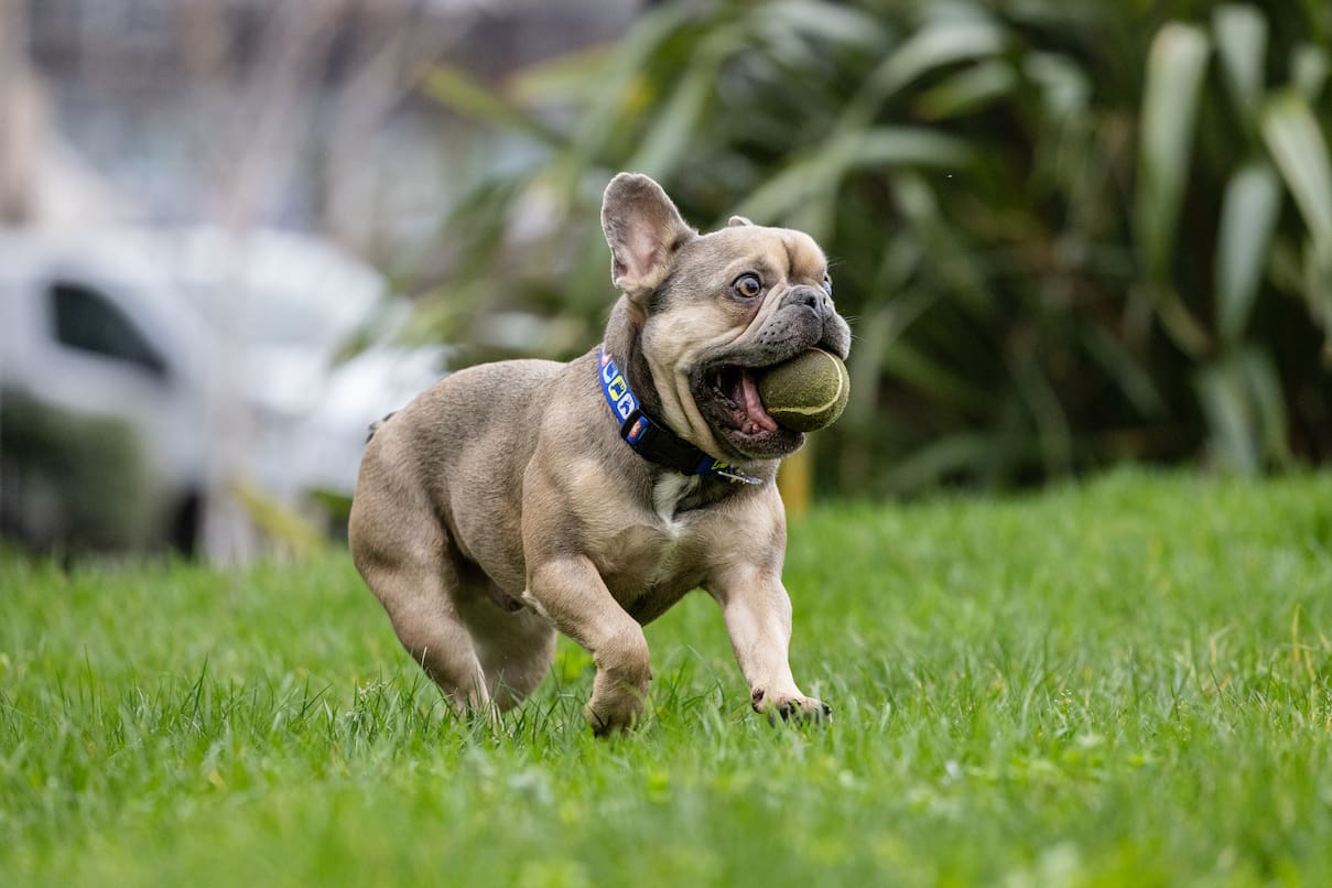A happy French bulldog runs energetically across green grass with a tennis ball in his mouth.