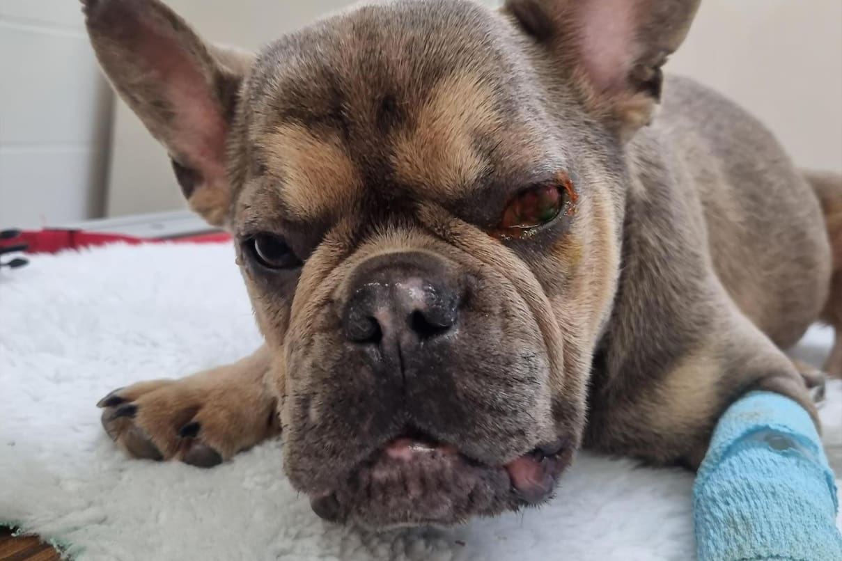 A French bulldog lies on a white blanket with a severely inflamed eye and a blue medical bandage on his front leg.