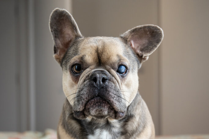 A close-up portrait of a French bulldog with one cloudy eye looking directly forward.