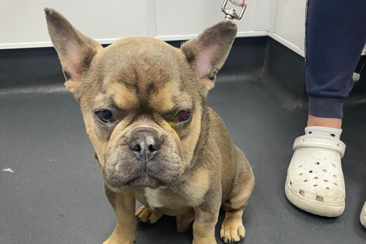 A French bulldog sits on a grey floor at the vet, showing a severely inflamed left eye with visible discharge.