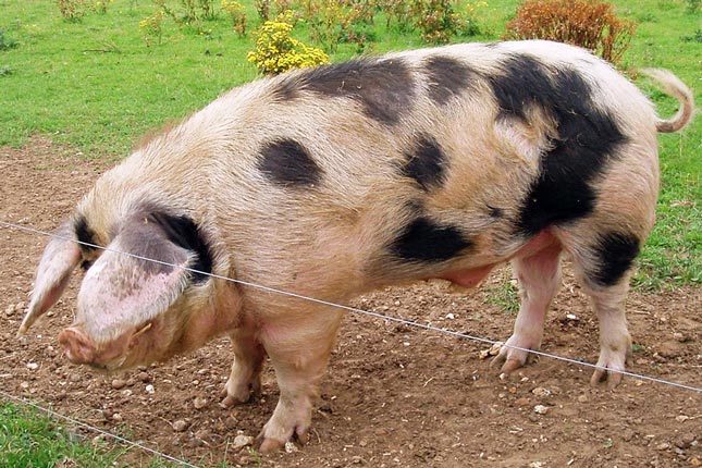 A large, pale pink Gloucestershire Old Spot pig with black spots standing next to a wire fence in a pasture.