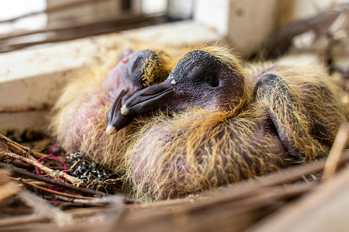 Two young pigeon hatchlings huddle together in a twig nest with their eyes closed.