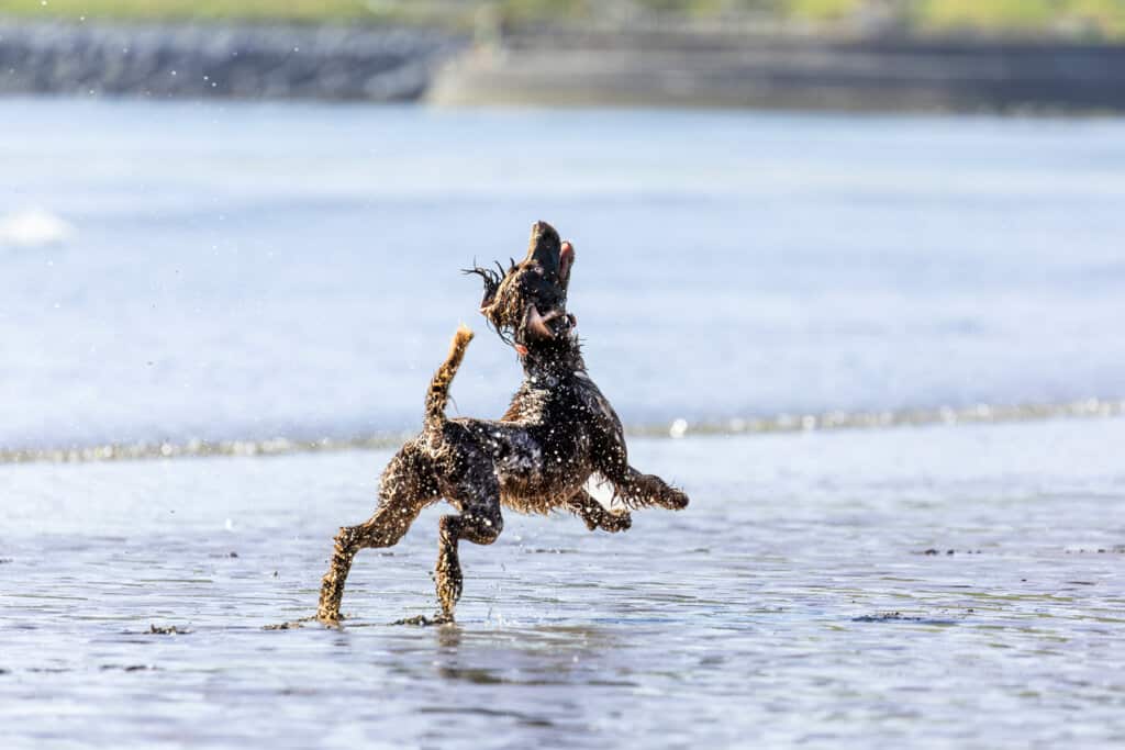 A wet, curly-haired dog shakes water off their coat while standing in shallow water at the beach.