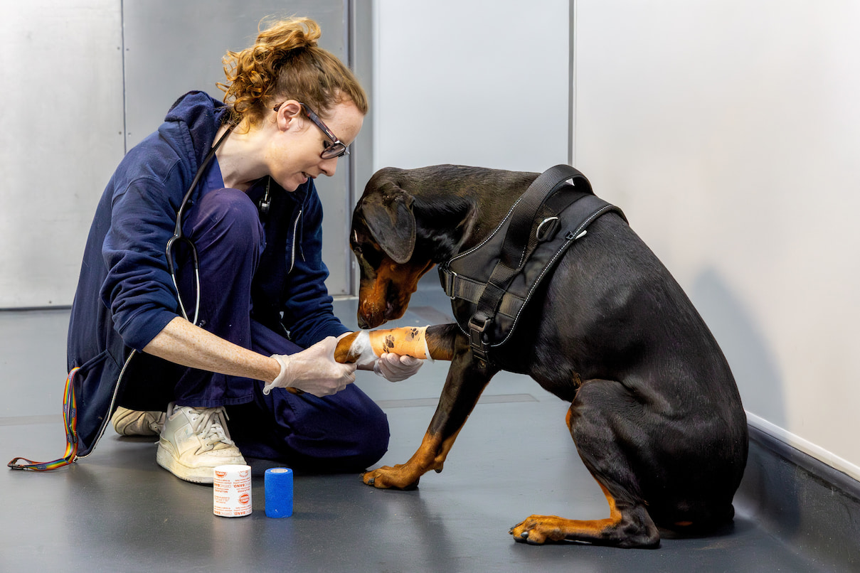 A vet kneels on the floor to bandage the front paw of a black and tan Doberman wearing a black harness.