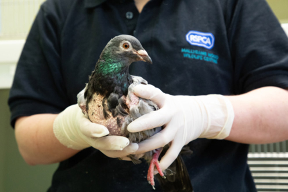 An RSPCA wildlife worker gently holds a feral pigeon with missing feathers on their chest.
