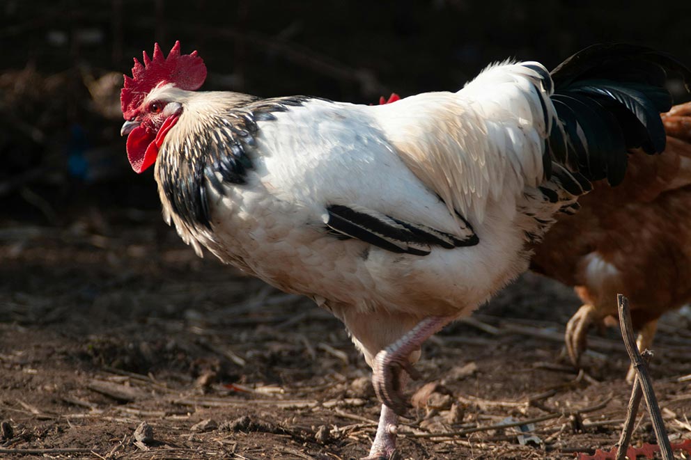 White and black rooster with red comb, white feathers, black tail, and dark neck markings.