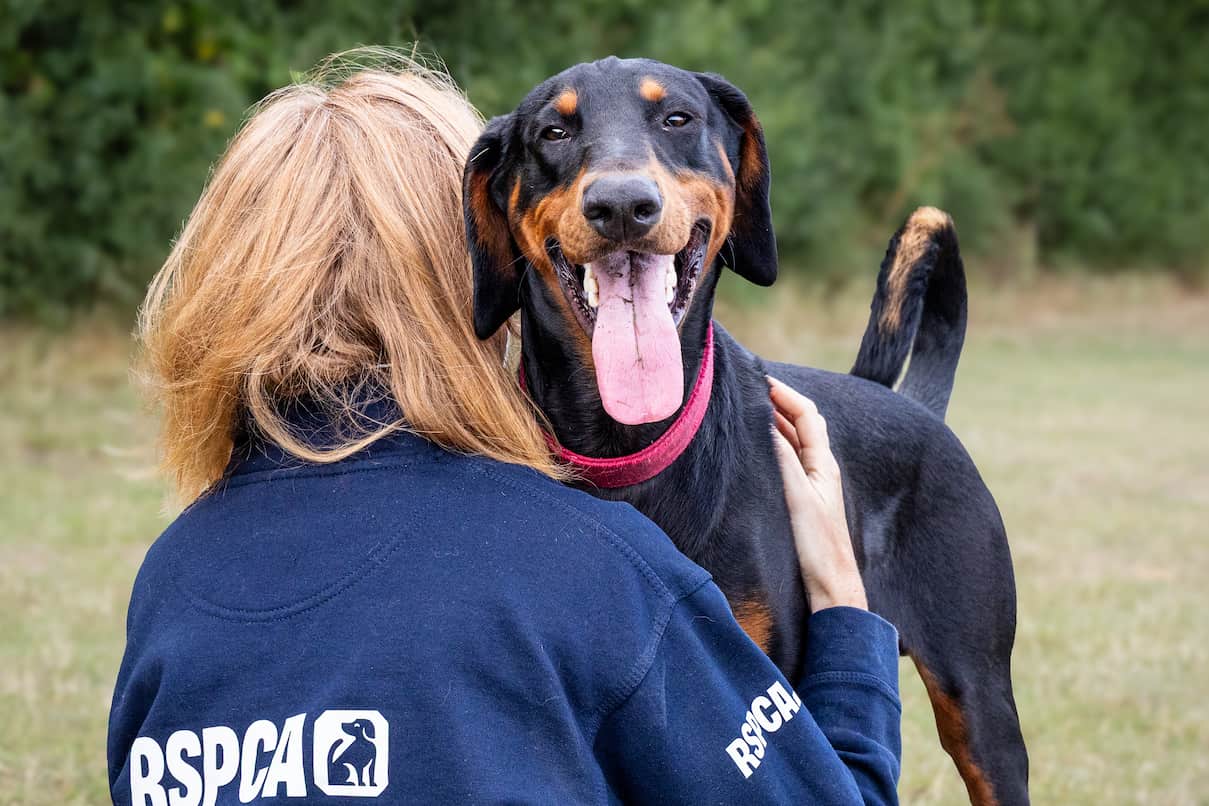 A happy doberman dog with their tongue hanging out looks over the shoulder of an RSPCA worker hugging them.