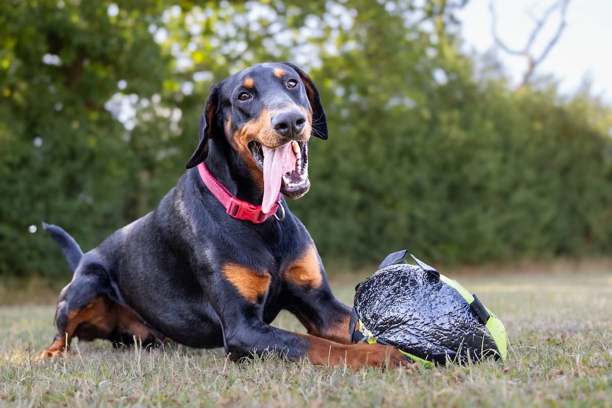 A doberman dog wearing a red collar rests on the grass with their paws on a large black and yellow toy.