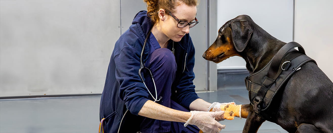 A veterinarian carefully applies an orange paw-print bandage to the front leg of a doberman dog wearing a harness.