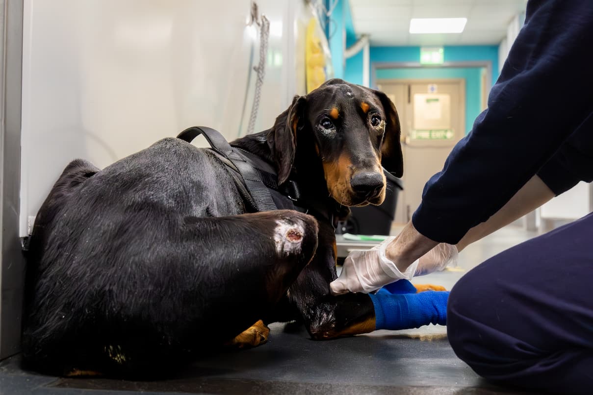 A vet applies a blue bandage to the front leg of a thin doberman dog resting on a clinic floor.
