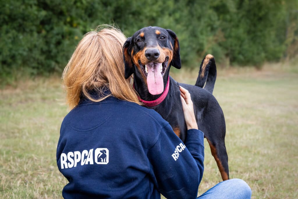 A happy doberman dog with their tongue hanging out looks over the shoulder of an RSPCA worker hugging them.