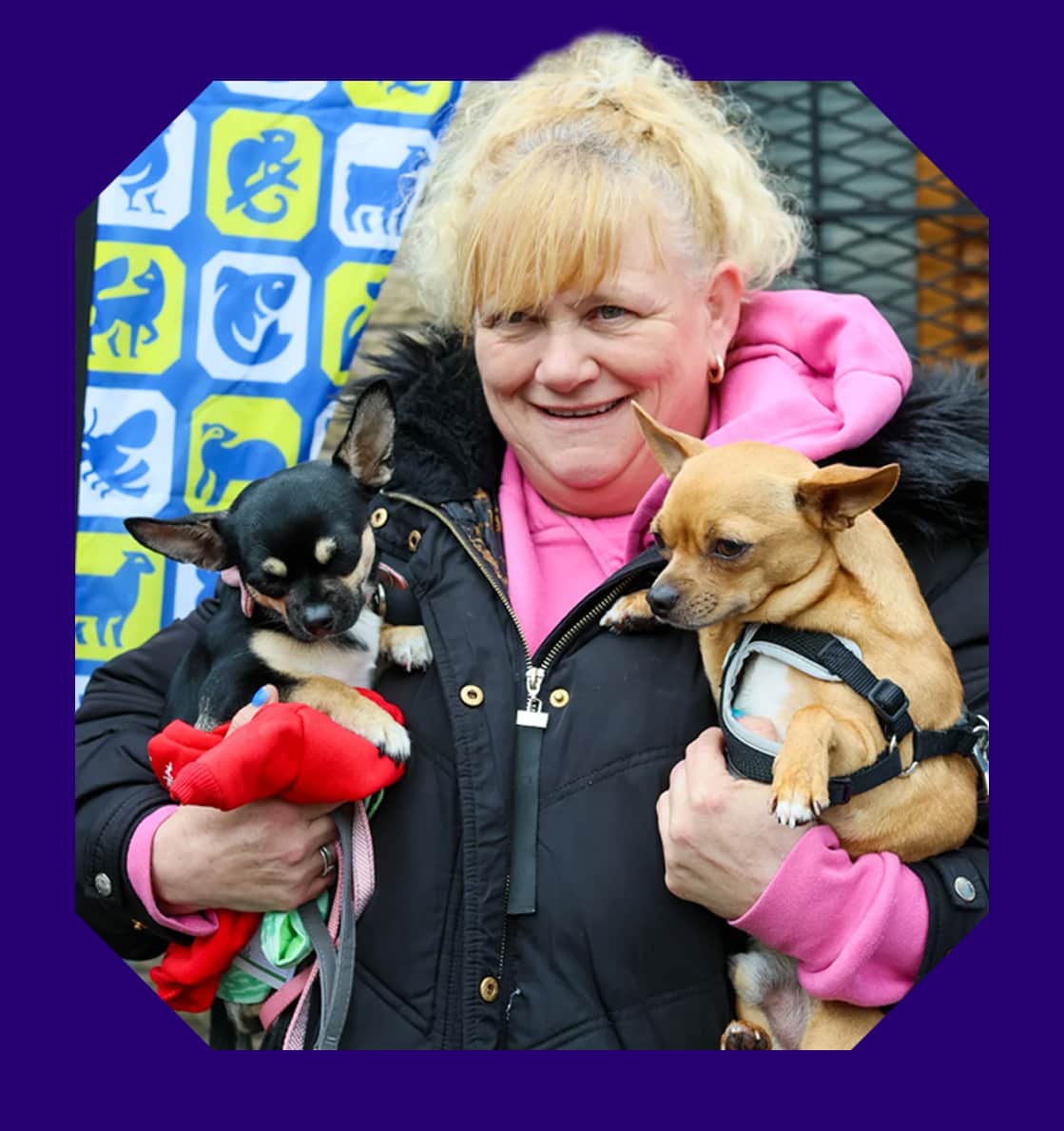 Two chihuahua cross dogs being held by someone at an RSPCA event.
