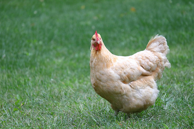 Cream-coloured hen with buff feathers, pale pink comb, and rounded body standing on grass.