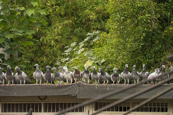 A flock of racing pigeons sits in a long row on the roof of a wooden structure.