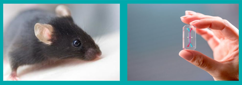 A brown rat alongside a hand holding up a 3D diagram.