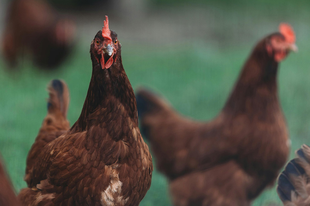 Brown hens with dark red combs and rich chestnut feathers standing together outdoors.