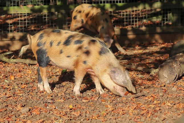 An Oxford Sandy and Black pig with black spots foraging in a layer of dry autumn leaves.