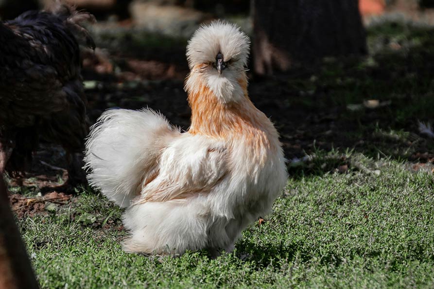 Cream Silkie chicken with fluffy feathers, feathered legs, and rounded white crest on grass.