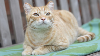 Cat laying looking towards the camera