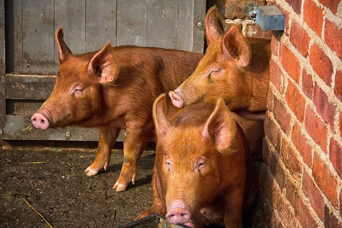 Three reddish-brown Tamworth pigs standing closely together next to a red brick wall.